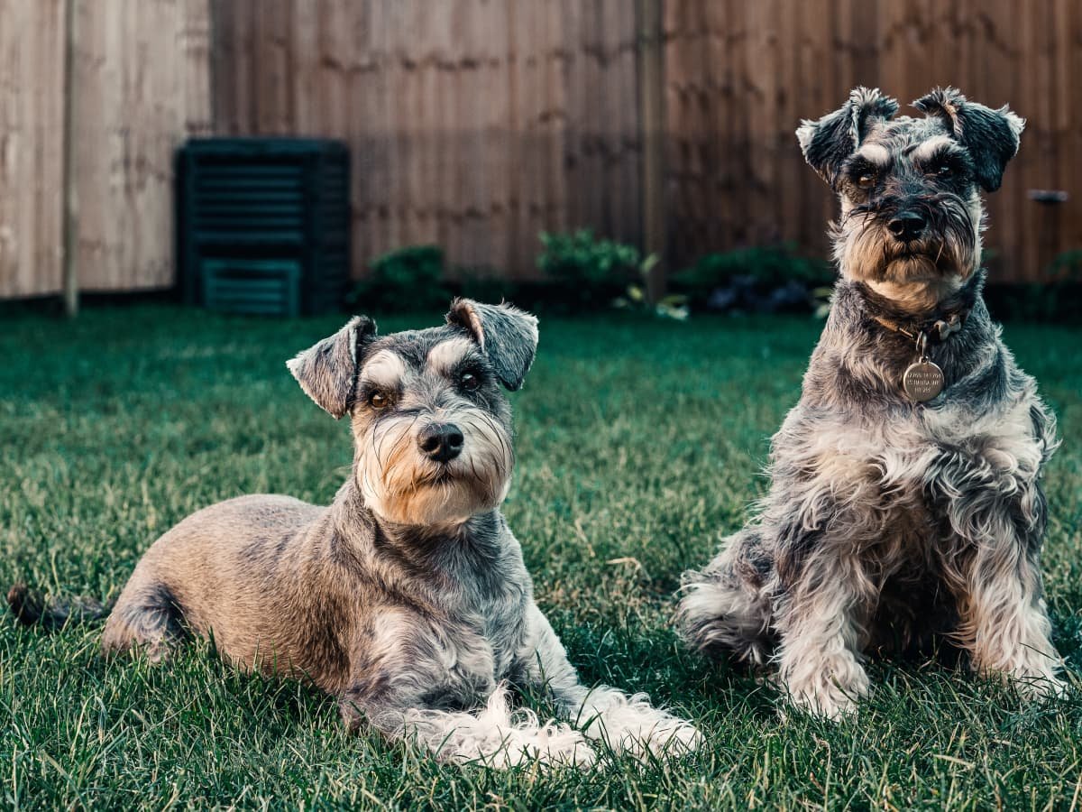 why schnauzers are the worst dogs