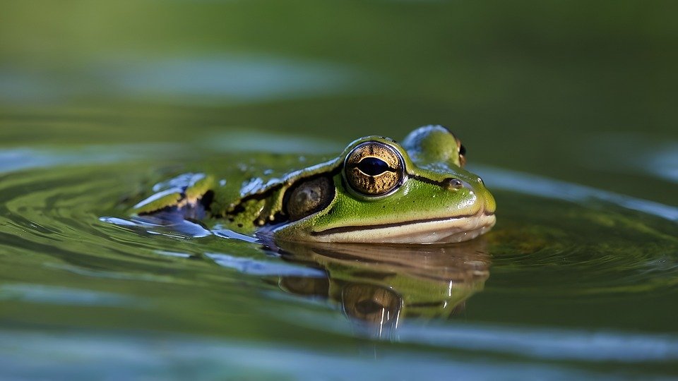 cute:7ziqkivryto= frog