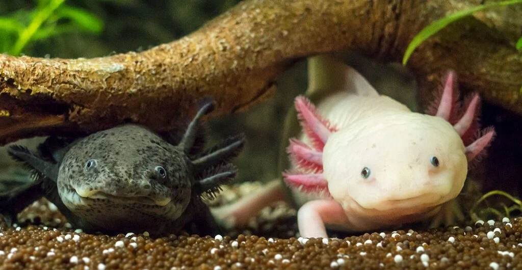 cute:dyf8c8wezxm= axolotl