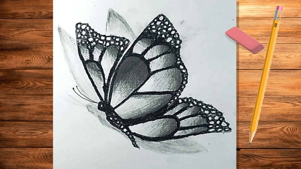 sketch:q5pbirjjkfa= butterfly drawing